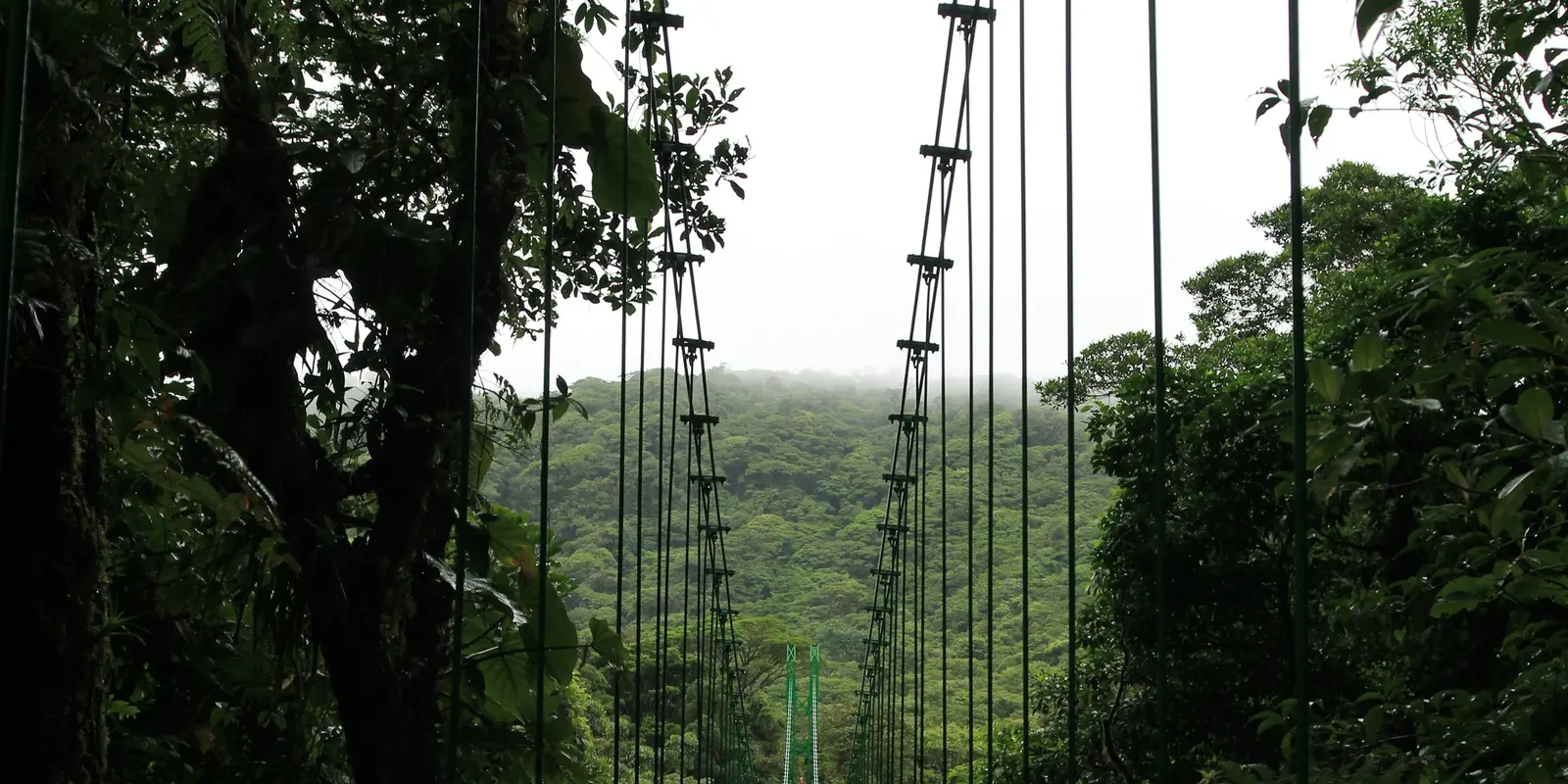 Un puente colgante que atraviesa el dosel verde del Bosque Nuboso de Monteverde, Costa Rica
