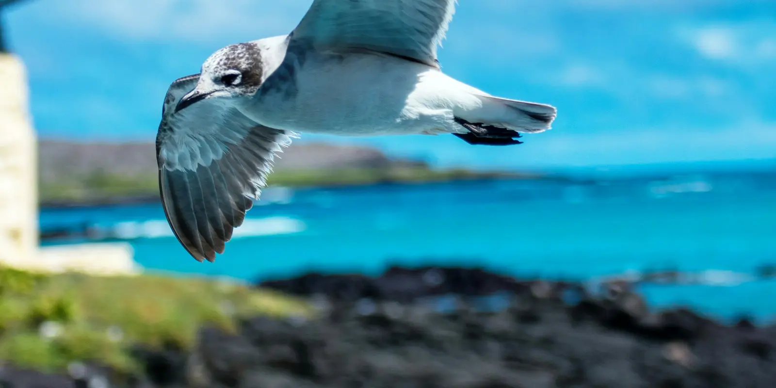 Un ave marina volando bajo sobre el agua cerca de la isla Santa Cruz, en Galápagos, Ecuador