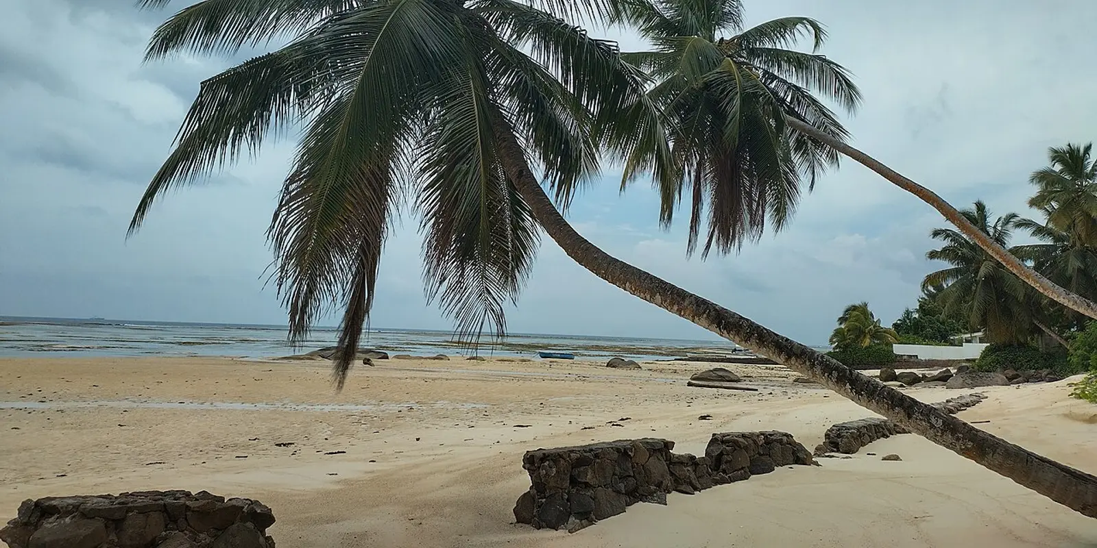 Palms and the shoreline on Mahé in Seychelles
